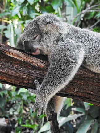 The Eucalyptus Bath