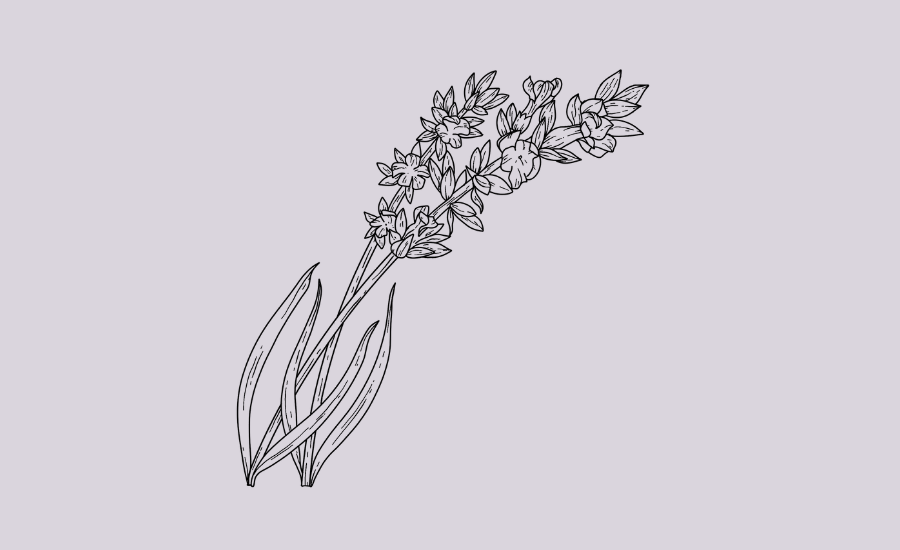 Learn About Lavender