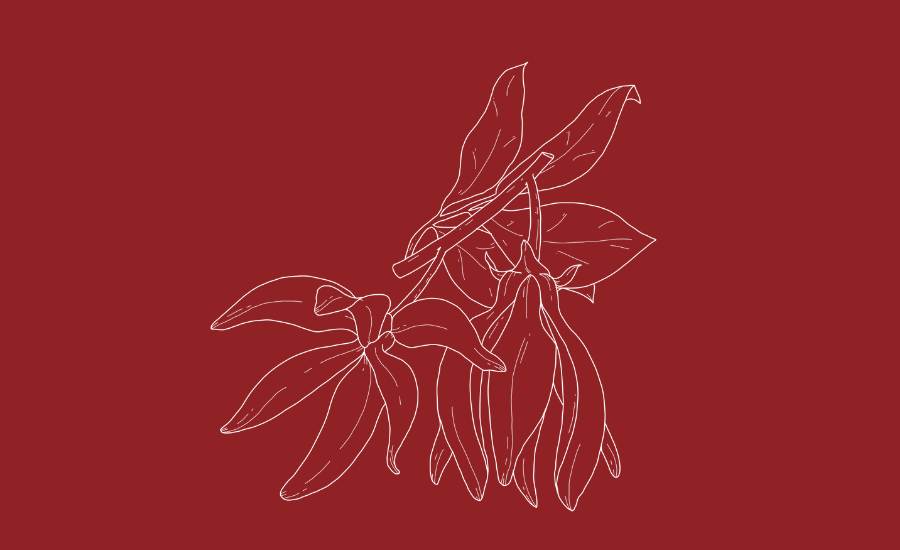 Ylang Ylang Essential Oil: The Secret to a Calmer, More Radiant You